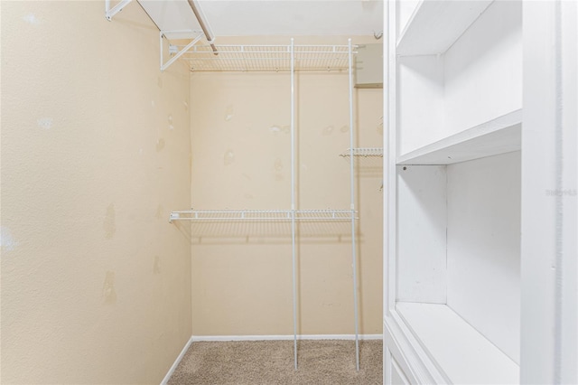 spacious closet featuring carpet floors