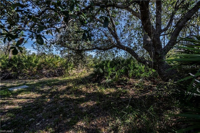 view of local wilderness