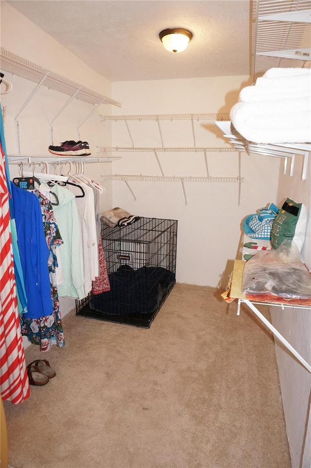 spacious closet featuring carpet