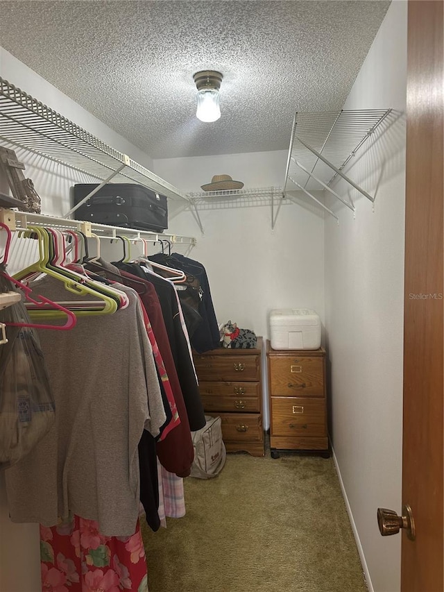 spacious closet featuring carpet floors