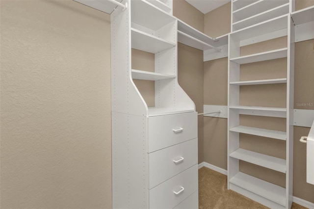 walk in closet featuring carpet floors