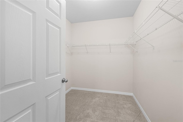 spacious closet with carpet flooring