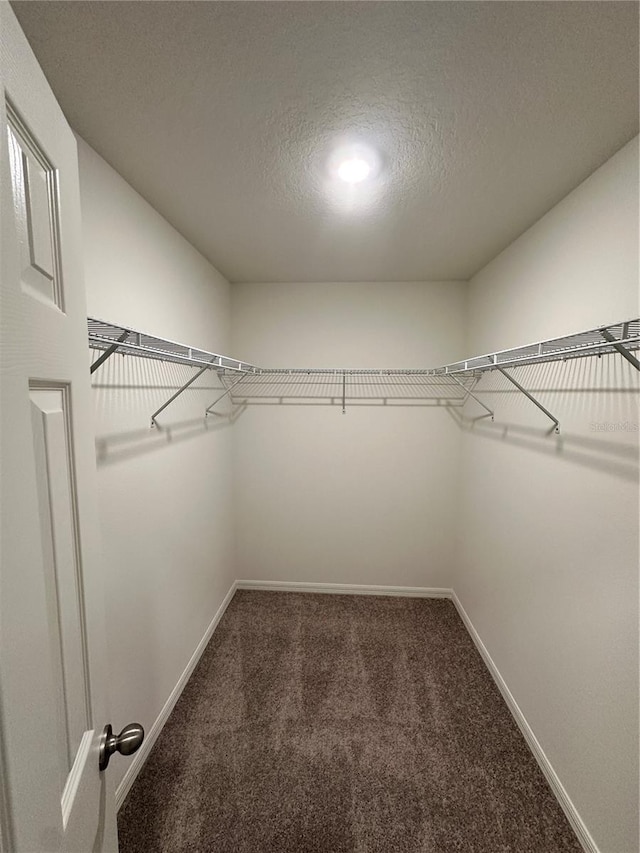 walk in closet featuring carpet floors