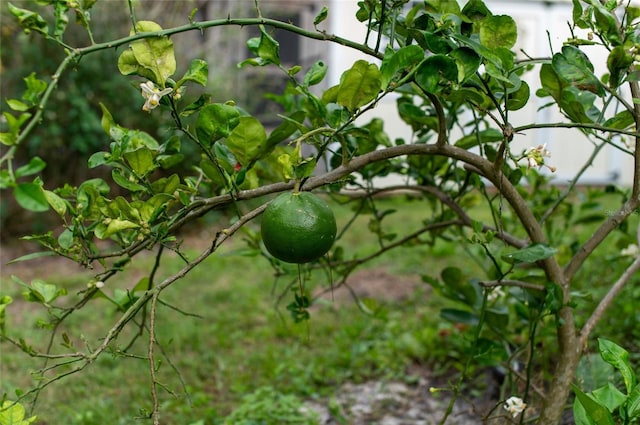 view of nature