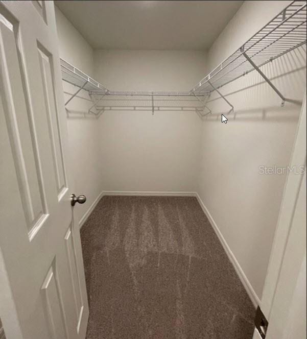 walk in closet featuring carpet flooring