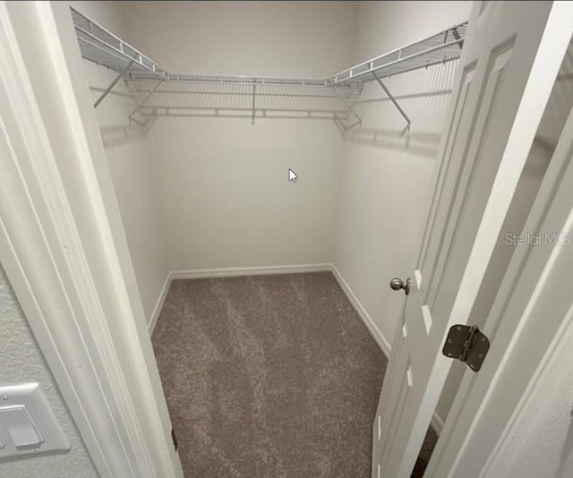 spacious closet featuring carpet