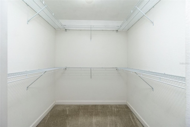 spacious closet with carpet floors