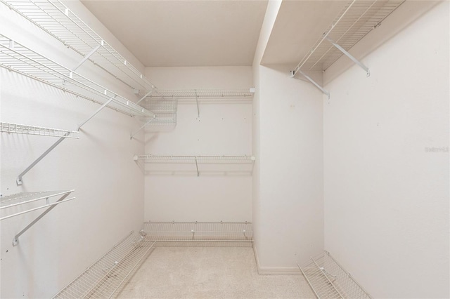 spacious closet featuring carpet floors