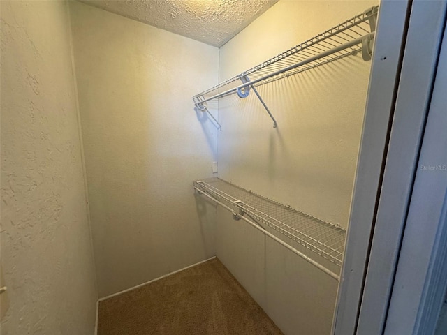 spacious closet featuring carpet