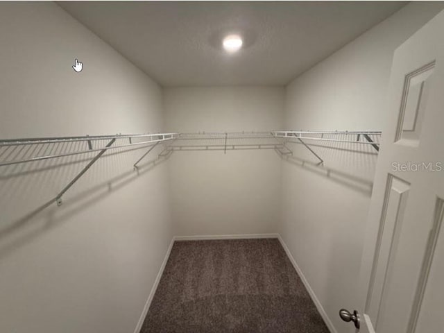 walk in closet with carpet floors