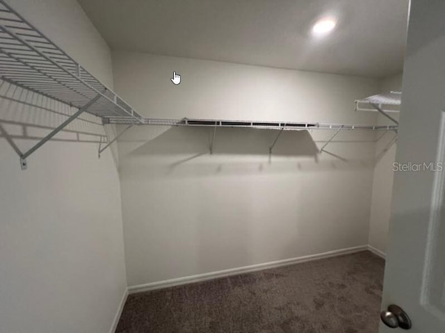spacious closet with carpet