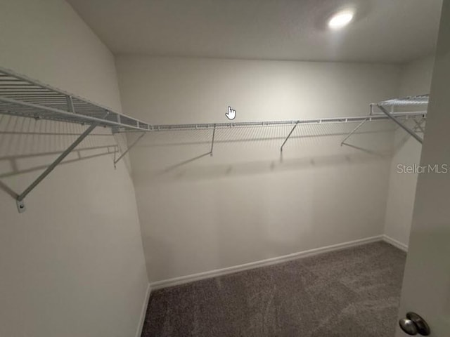 walk in closet with carpet flooring