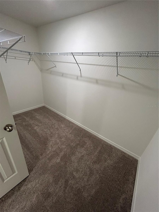 spacious closet with carpet flooring