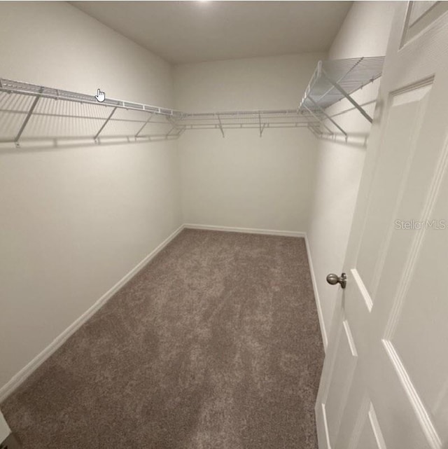 walk in closet with carpet flooring