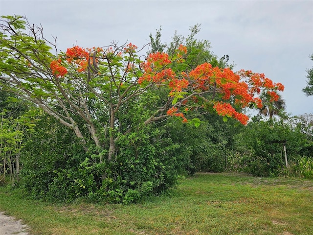 5727 Beechwood St, Punta Gorda, FL 33982 - view of local wilderness