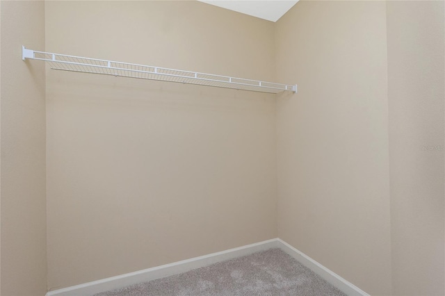 spacious closet featuring carpet