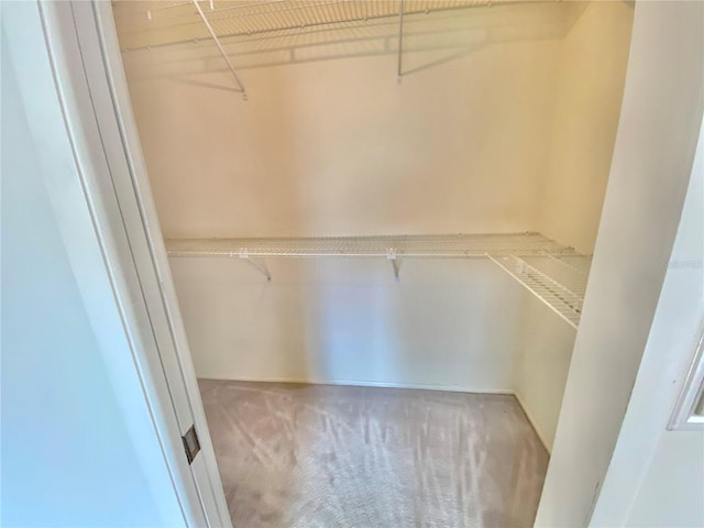 spacious closet featuring carpet