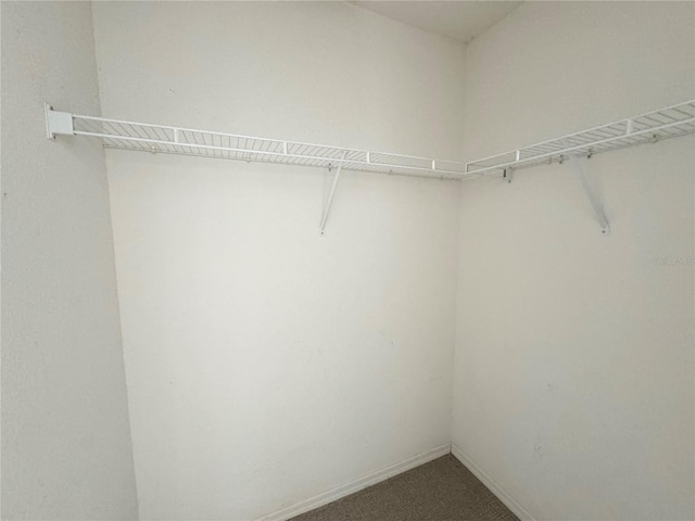 spacious closet featuring carpet