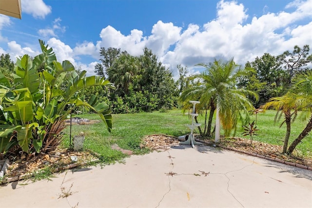 view of yard featuring a patio area