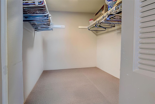 walk in closet with carpet flooring