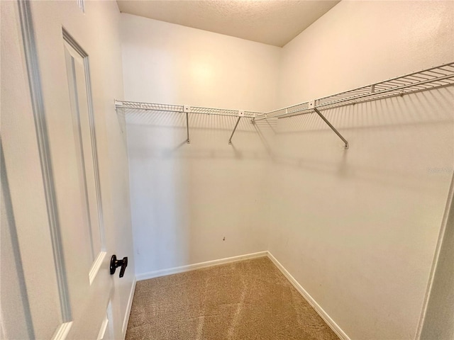 spacious closet featuring carpet