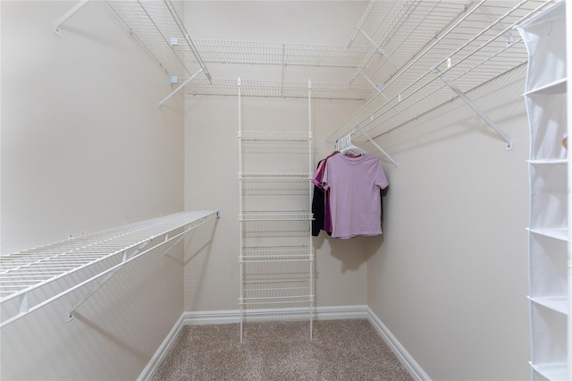 spacious closet featuring carpet