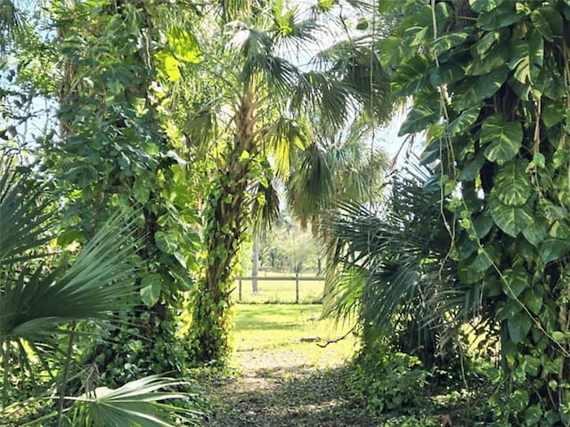 view of local wilderness