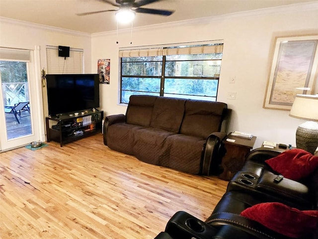 living room featuring ornamental molding, ceiling fan, and light wood-type flooring