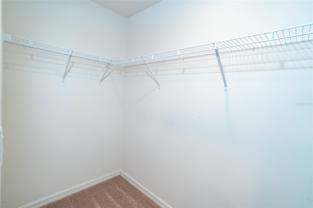 2408 Bonanza Ln, North Port, FL 34286 - walk in closet featuring carpet flooring