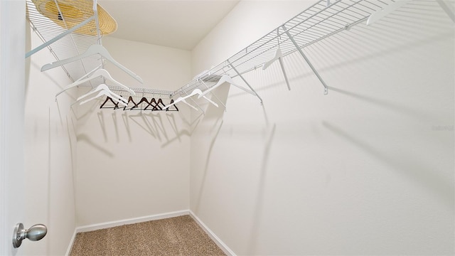 spacious closet featuring carpet