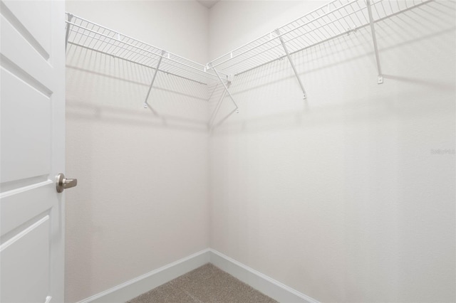 walk in closet featuring carpet flooring