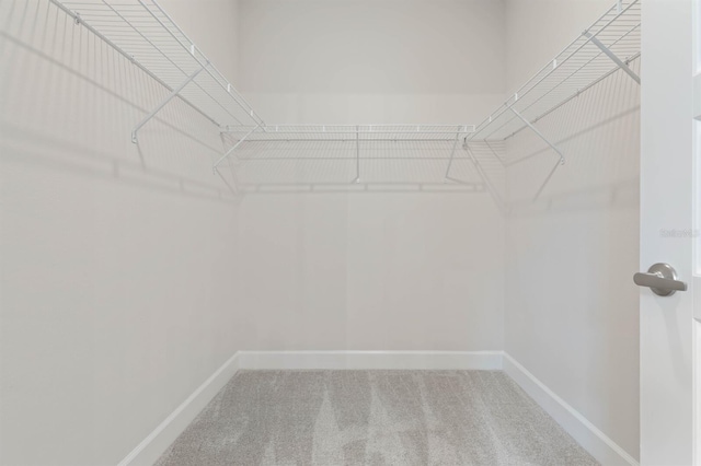 spacious closet featuring carpet flooring