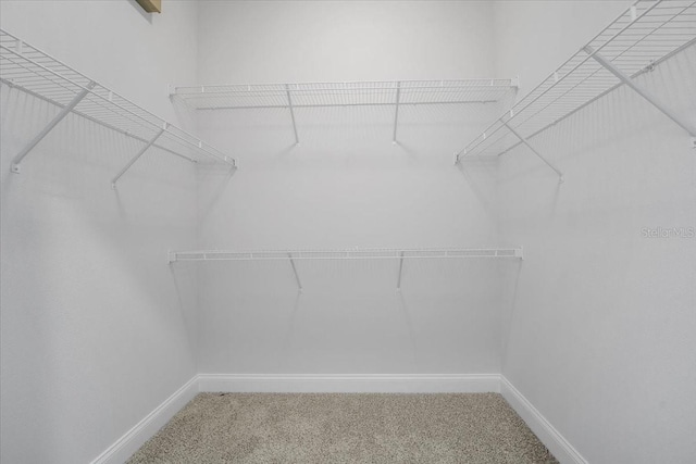 walk in closet with carpet flooring