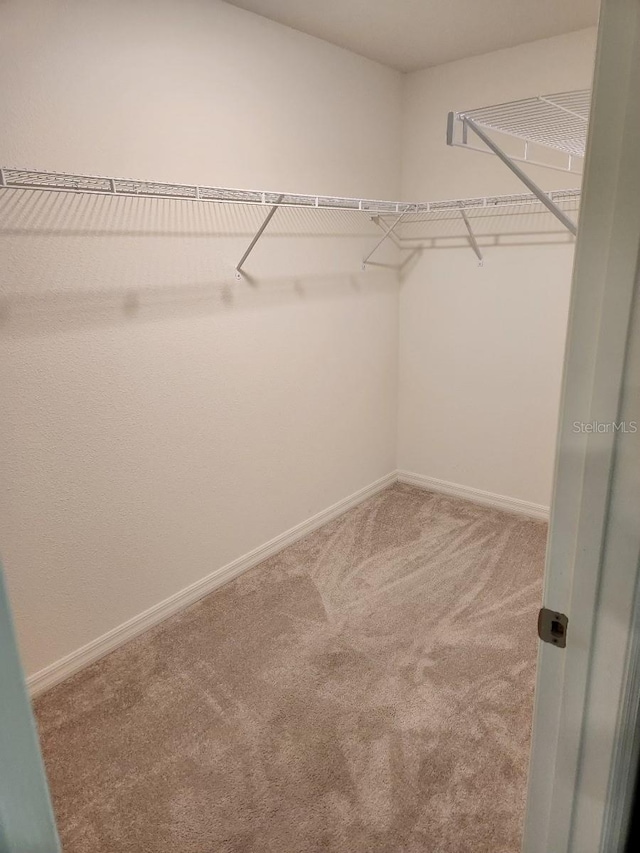 walk in closet featuring carpet flooring