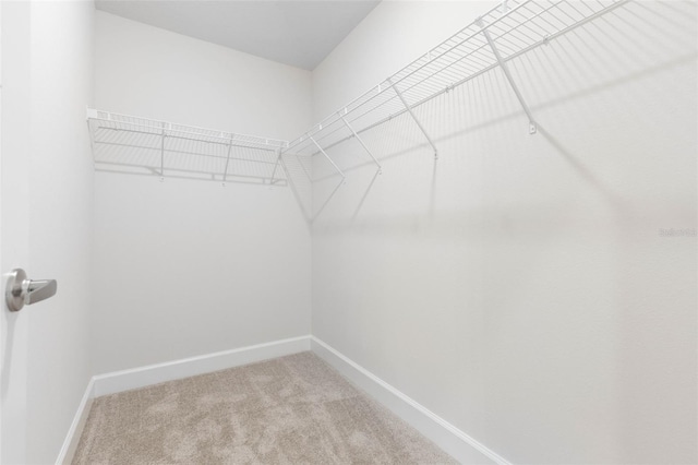 spacious closet featuring carpet flooring