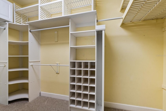 walk in closet with carpet floors