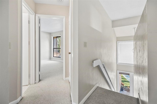 staircase featuring carpet floors