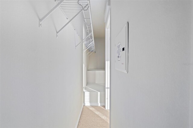 walk in closet with carpet floors