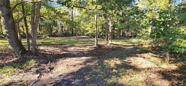 view of local wilderness