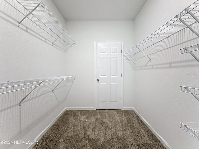 spacious closet with carpet floors