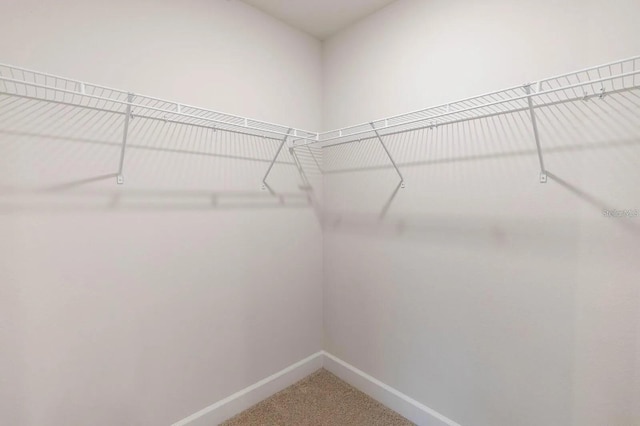 spacious closet featuring carpet