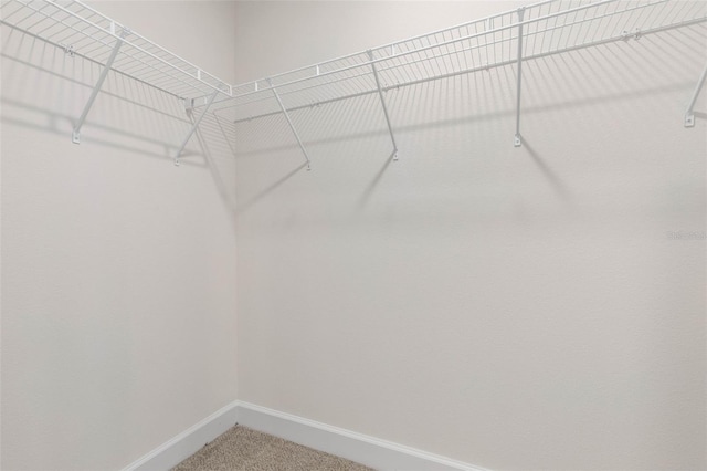 walk in closet featuring carpet floors