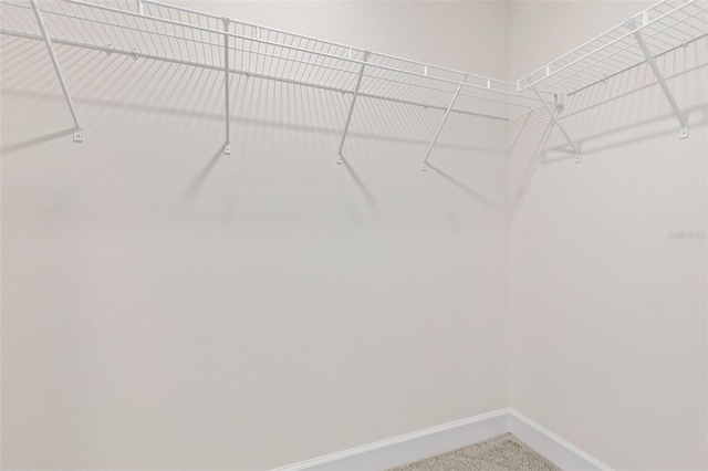 walk in closet featuring carpet flooring