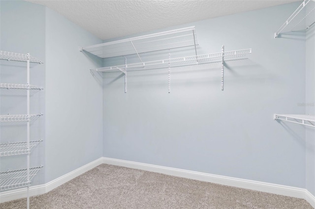 spacious closet featuring carpet floors