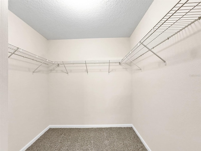 spacious closet featuring carpet floors