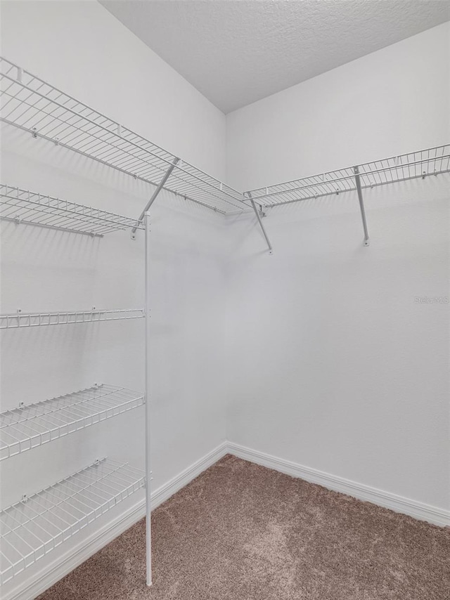 spacious closet featuring carpet floors