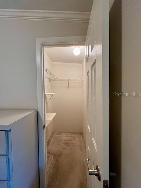 spacious closet with carpet flooring