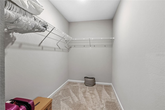 walk in closet with carpet flooring