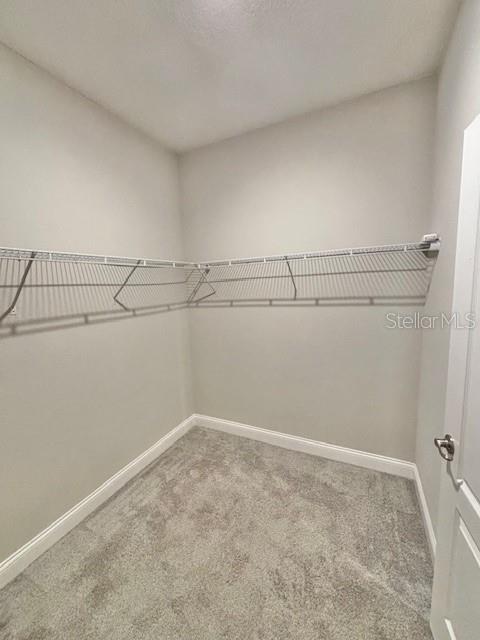 spacious closet featuring carpet