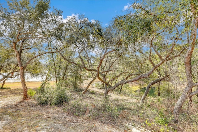 view of local wilderness